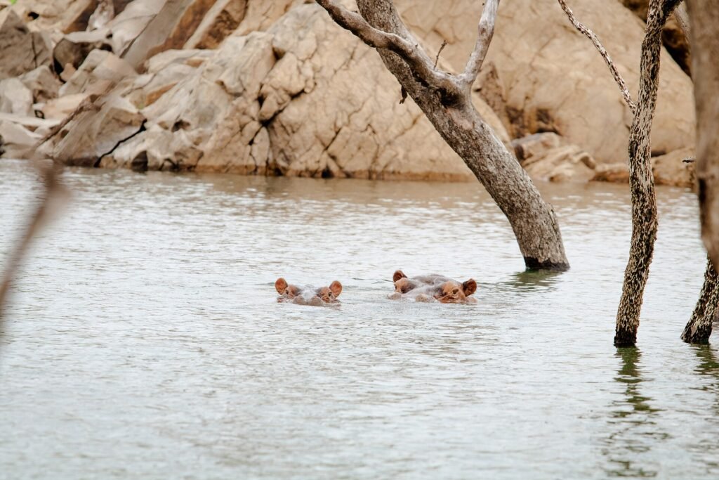 Bui National Park and Bui Dam