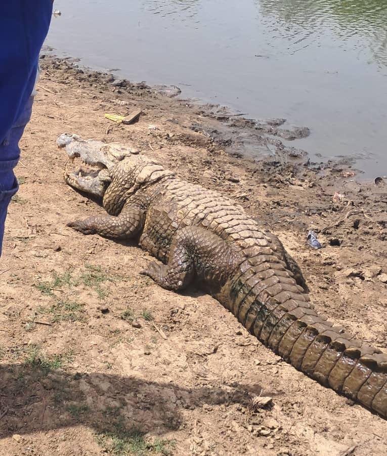 Paga Crocodile Pond