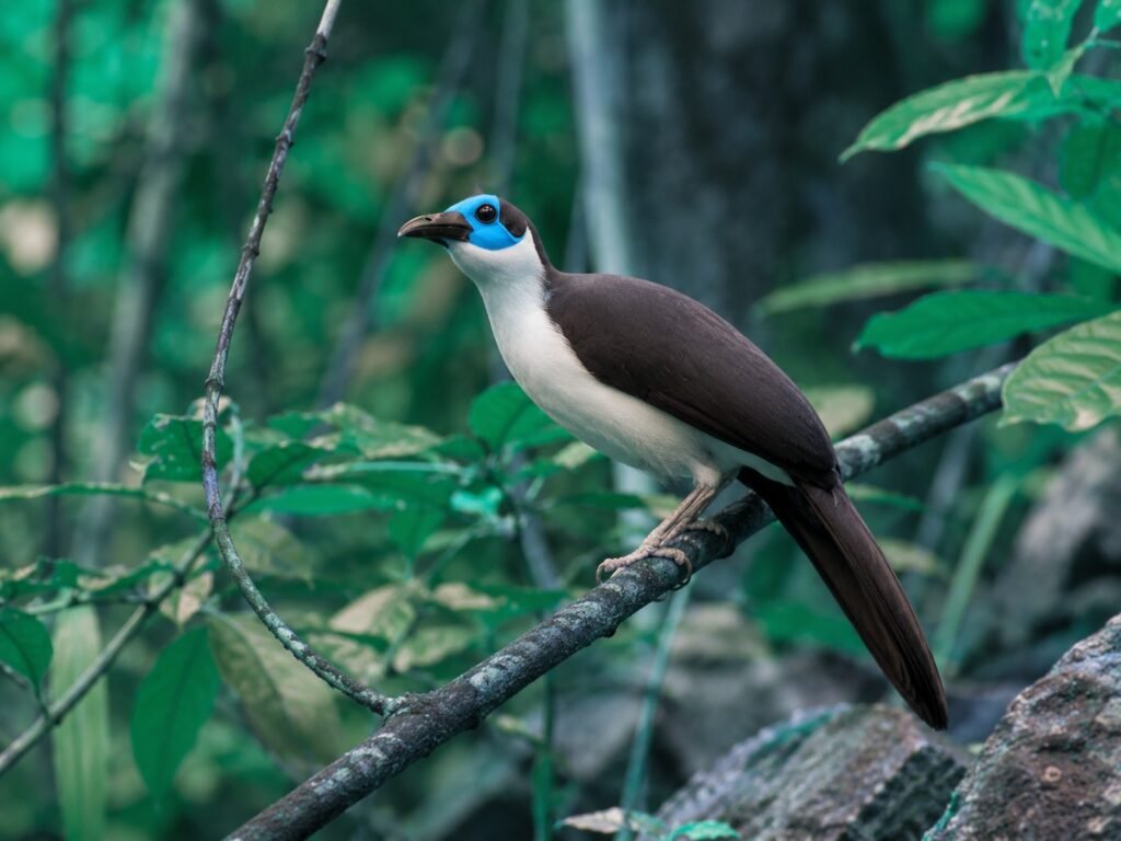 Asumura Rockfowl Sanctuary