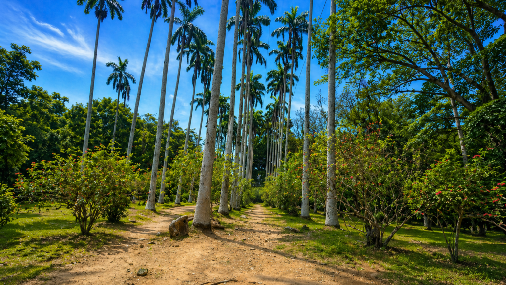 Bunso Eco Park / Bunso Arboretum