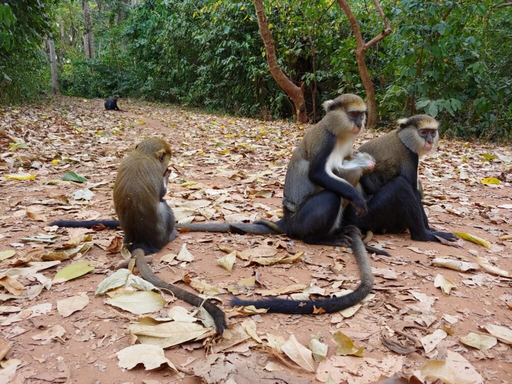 Boabeng-Fiema Monkey Sanctuary