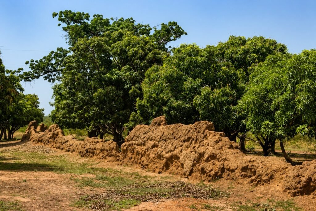 Nalerigu Defence Wall