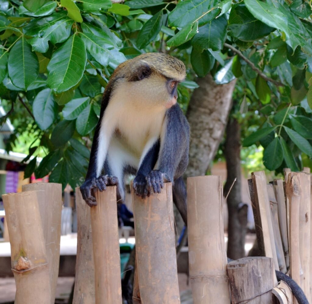 Tafi Atome Monkey Sanctuary