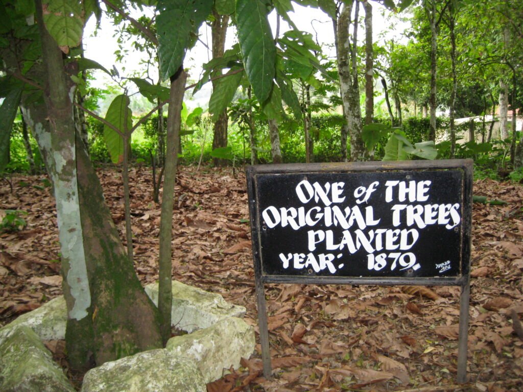 Tetteh Quarshie Cocoa Farm