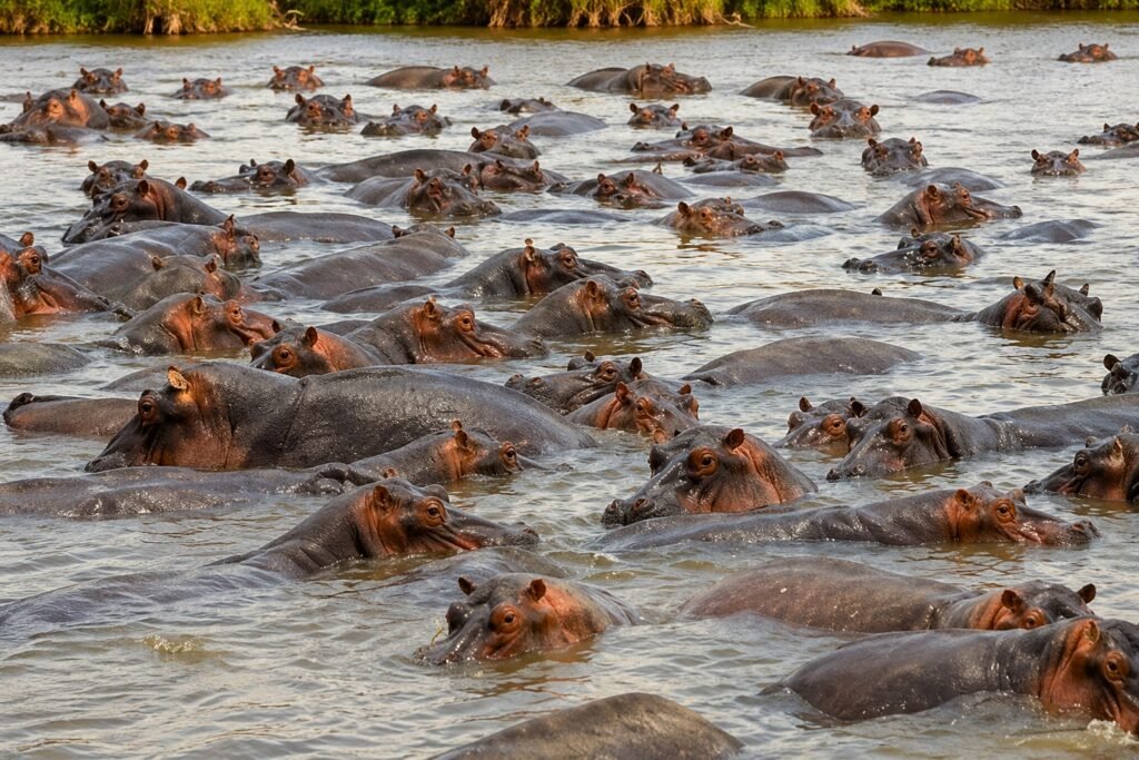 Wechiau Community Hippo Sanctuary